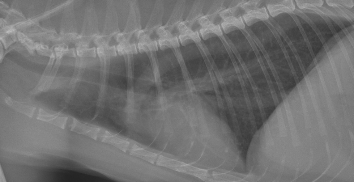 Formation RXNT-CT-N : Pièges et difficultés de la radiographie thoracique féline.