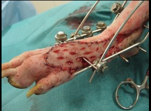Formation CHIR5 : Chirurgie cutanée : Gestion des plaies, des masses et techniques de chirurgie reconstructrice.