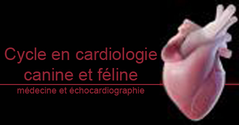 Formation CY-CAR : Cycle en cardiologie canine et féline : médecine et échocardiographie