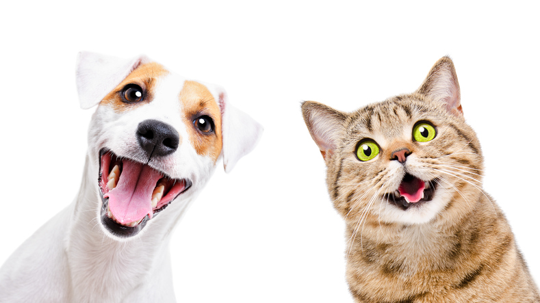 Formation MED001-LIVE : Approche des affections immunologiques et hématologiques chez le chien et le chat au travers de cas cliniques